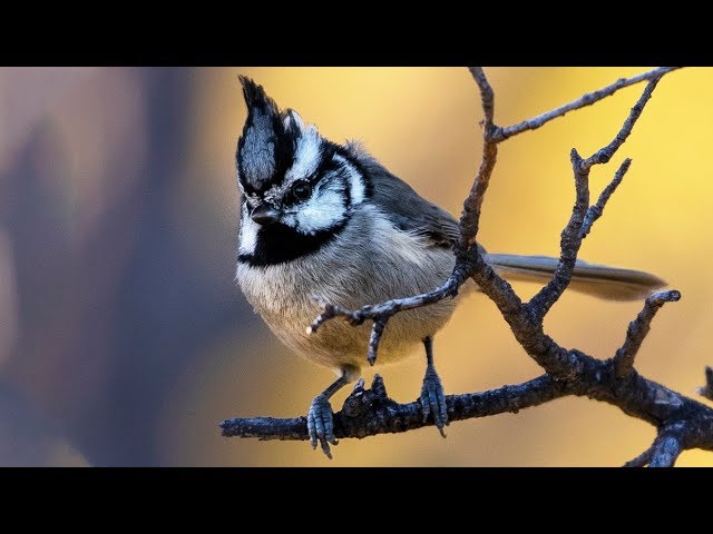 Wildlife photography  how to photography small birds