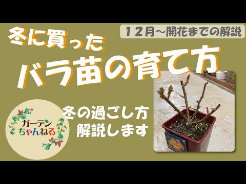 冬の牡丹の世話はどうすればいいですか？彼らを守るための手順を見つけてください!  庭園