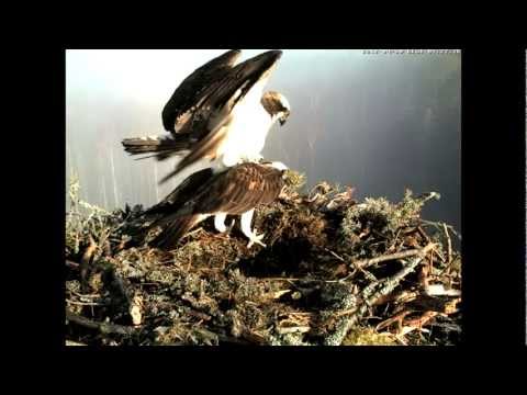 Osprey Nest Estonia - Mating  2012.04.30.