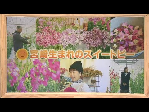 2024年1月20日(土)放送 「宮崎生まれのスイートピー」