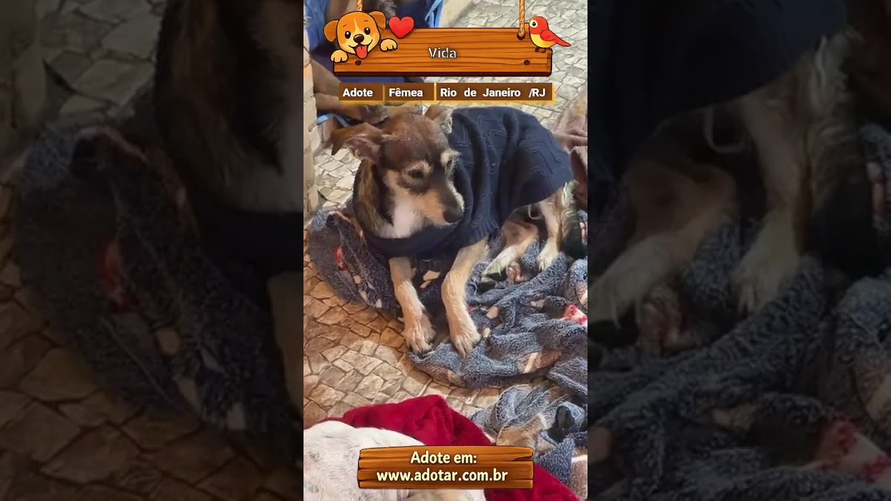 Cachorro raça SRD-ViraLata idade 1 ano nome Vida