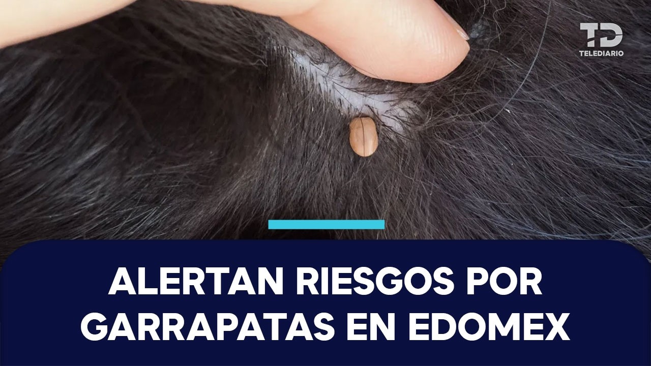 Alertan en Edomex por riesgos de mordedura de garrapata en animales y humanos