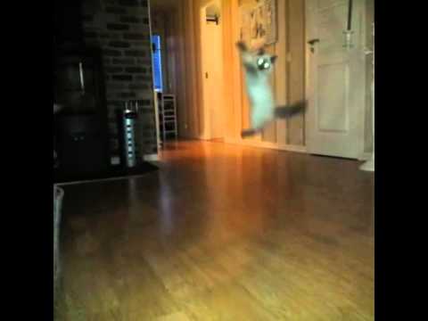 Ragdoll hunting the mouse