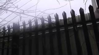 Six month old piglets scream in gas chambers at Tulip slaughterhouse in Manchester