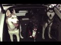 MISHKA EVACUATES HURRICANE IRENE 9 00 PM NJ 8 27
