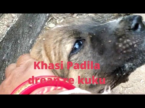 bahabahare to kalaa kaudi