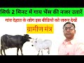 गाय भैंस को बुरी नजर से बचाने का देहात�