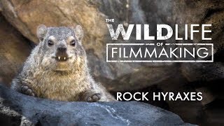 The WILDlife of Filmmaking: Hyrax