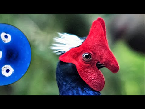 This red mask chicken… | Swinhoe's pheasant