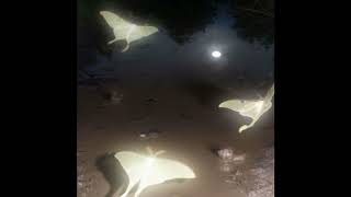 [FREE] Crystal Castles x Pastel Ghost x Electronic Type Beat - &quot;Tears&quot;