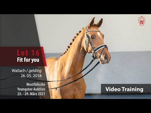 Westf.Youngster-Auktion 25. - 29. März 2021 Trainingsvideo Lot 16 Fit for you v. Finnigan-Wolkentanz