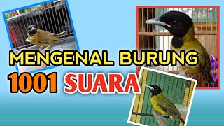 Download lagu MENGENAL BURUNG SAMYONG ATAU BURUNG 1001 SUARA mp3