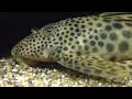 Peckoltia sabaji Peckoltia sabaji