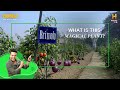 Brimato: The magical plant grows TWO vegetables! #OMGIndia S09E10 Story 3