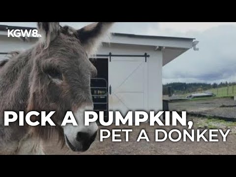 Pick a pumpkin, pet a donkey in Oregon City - YouTube