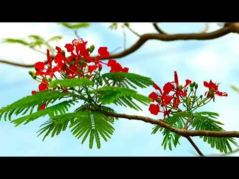 Thể hiện bởi Thủy Tiên