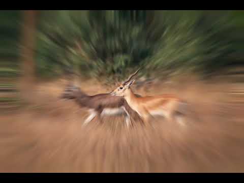 Blackbucks of Jayamangali. Wild. Free. Stunning.
