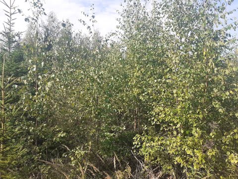 Taimikolle tuli melkoinen hintalappu