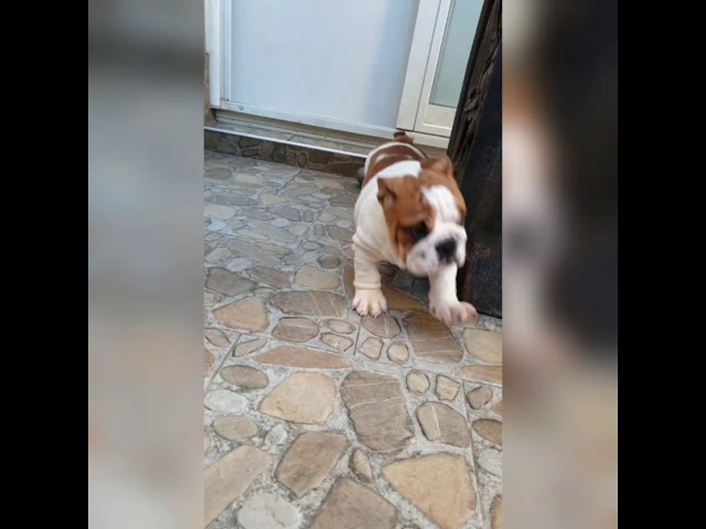 English Bulldog puppy for sale