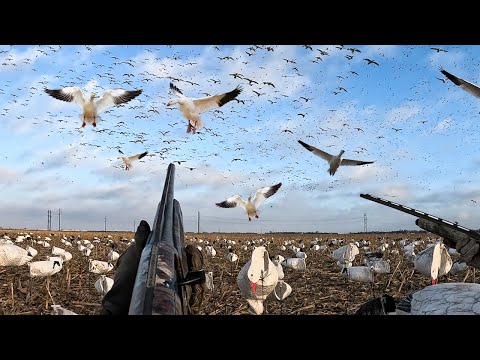 SNOW GOOSE HUNTING KANSAS! - 127 BIRDS!