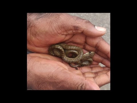 Cute baby Rat Snake 💙❤️ [snakelover]