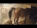 Horse Almost Poops On Miniatyre Horse Face