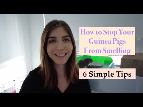 YouTube video about: How to keep guinea pig cage from smelling?