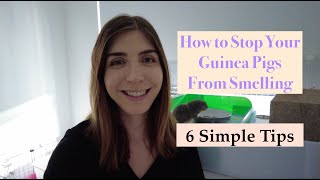 How to stop your guinea pigs cage from smelling - 6 simple tips to limit odour