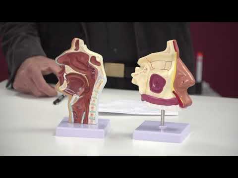 Bergmanns Kinder-Akademie: DAS STINKT HIER ABER - Wie der Geruchssinn uns durchs Leben steuert.