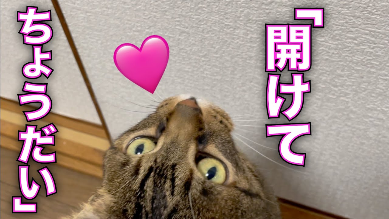 パパがいる寝室の前で待っているてんちゃんが可愛すぎて・・・