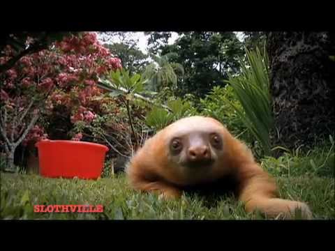 Welcome to Slothsville - Cute!