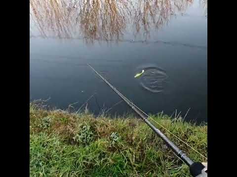 Pike fishing on the canal #shorts #handmadelures #pikefishing #canalfishing