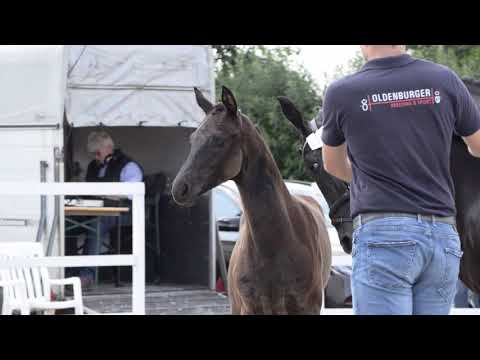 Friesenherz v. Dynamic Dream - Grey Flanell - Fidermark - Donnerhall