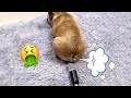 TRY NOT TO LAUGH Cats And Dogs Reaction To Fart Bad Pets