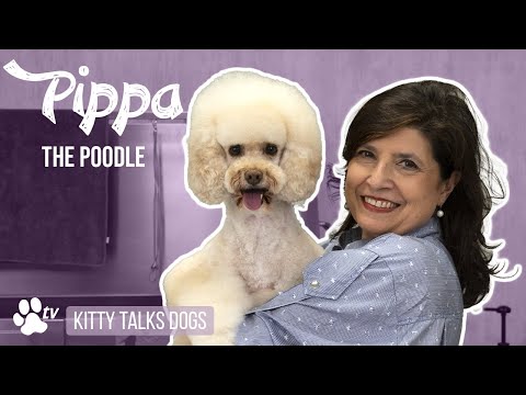 Grooming Pippa the Poodle | Kitty Talks Dogs - TRANSGROOM