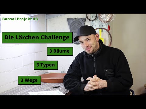 Die Lärchen Challenge - 3 Bäume, 3 Typen, 3 Wege [Packen wir Ihn aus] |  Bonsai Projekt #3