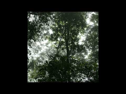 Chihei Hatakeyama - The Ancient Forest IX (2024)