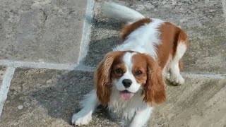 preview picture of video 'Cutest video ever of my 1,5 years old Cavelier King Charles 'Mr. Toby'  in HD'