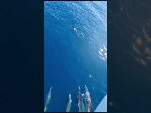 M/Y Vilma Sommerurlaub 2023 - Delfine