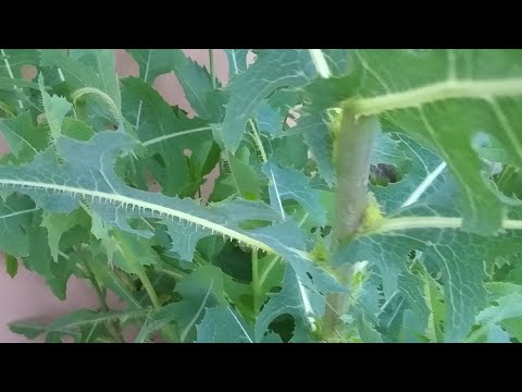 Ciekawe rośliny- sałata jadowita.