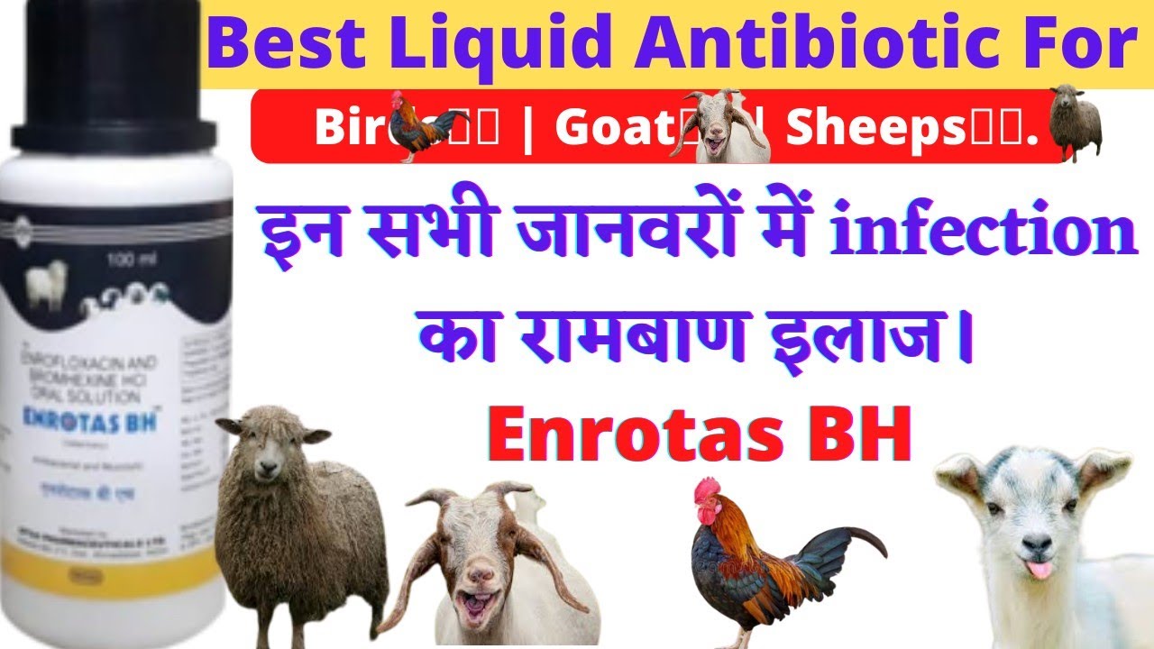 Enrotas BH Use | Enrotas BH Veterinary | Birds Antibiotic Medicine | ENROTAS BH | Sheeps Antibiotic.