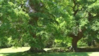 preview picture of video 'BLENHEIM PALACE, ANCIENT TREES AND GARDENS'