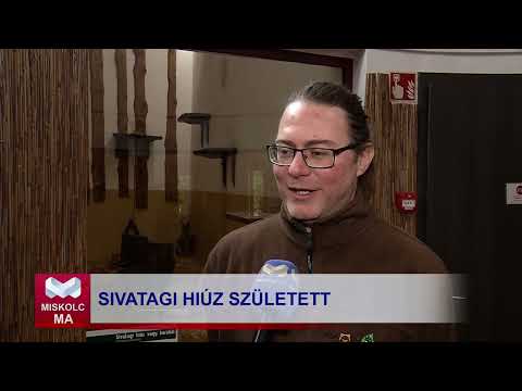 Videó előnézet