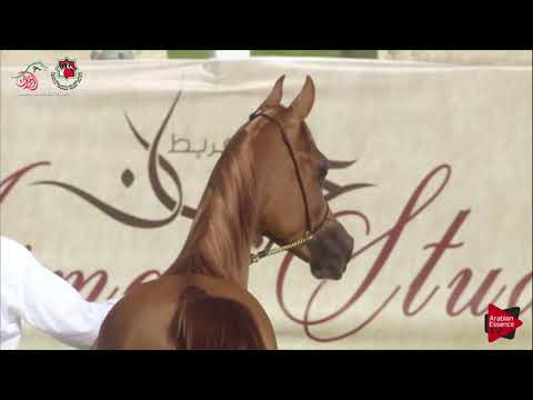 N 373 HAYZOOM   UAE Nationals 2019