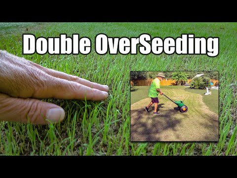 Fall Lawn Overseeding