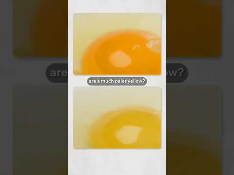 Yellow vs Orange Egg Yolks