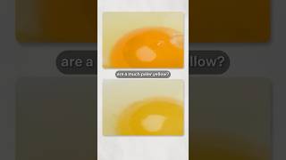 Egg Yolk Color Explained — Full Breakdown & Transcript
