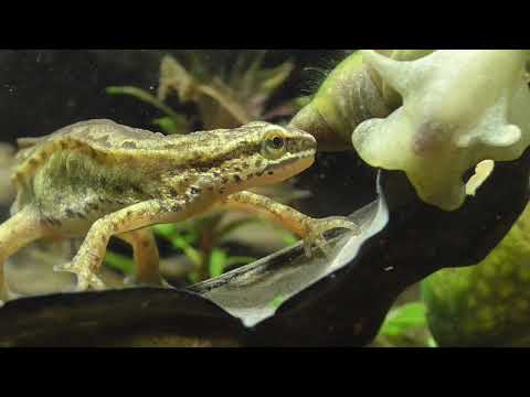 Palmate newt and watersnail, Fadenmolch und Wasserschnecke