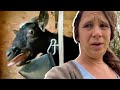 Milking Goats For The First Time Fail