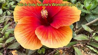 Have You Ever Watched A Flower Blossom?